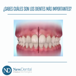 Lee más sobre el artículo ¿Sabes cuáles son los dientes más importantes de la boca?