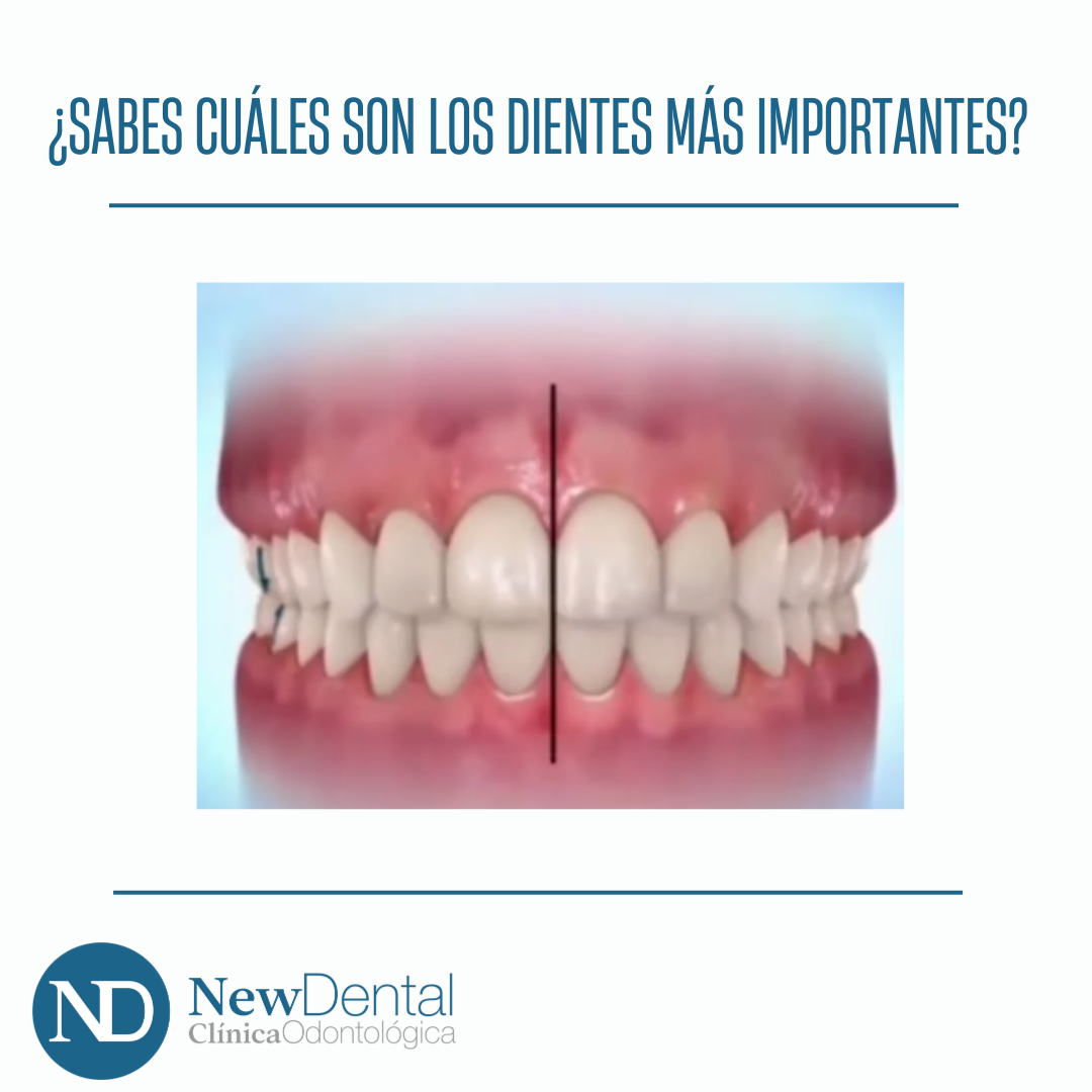 Dientes más importantes. Clinica New dental. Los mejores dentistas de toledo